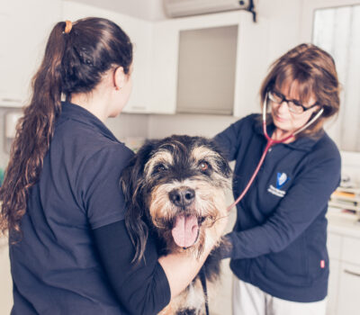 Auch Kleintiere wie Hunde, Katzen, Meerschweinchen & Co. werden bei uns mit Liebe behandelt.