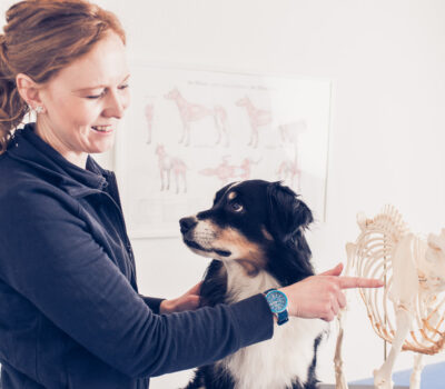 Reha wie Physiotherapie für Pferde und Kleintiere ist bei uns möglich